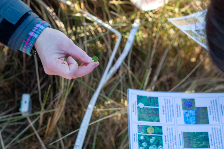 4 leaf clover resized